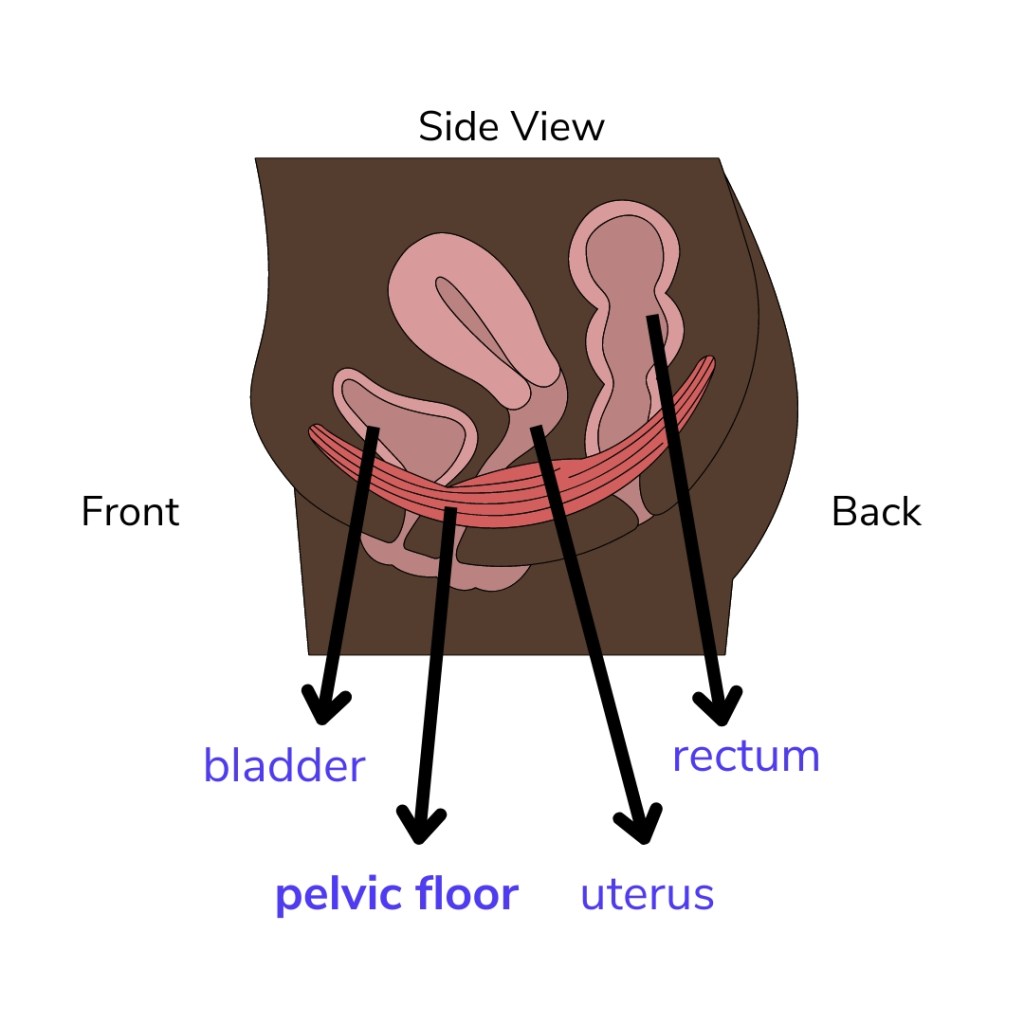 illustration of pelvic organs from a side view in a female
